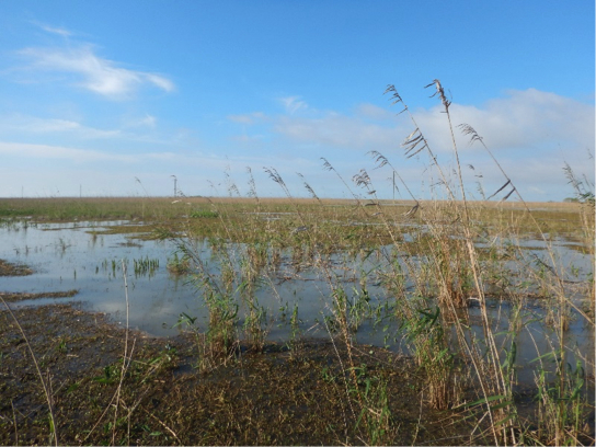 Photo of open water following Roseau cane die-off in May, 2019.